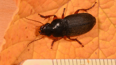 Behaarter Erdbeersamenlaufkäfer (3).jpg